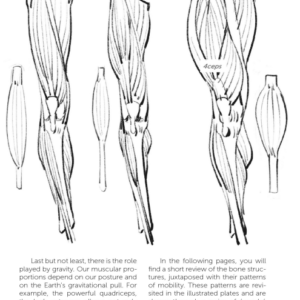 Morpho: Joint Forms and Muscular Functions: Anatomy for Artists (Morpho: Anatomy for Artists)